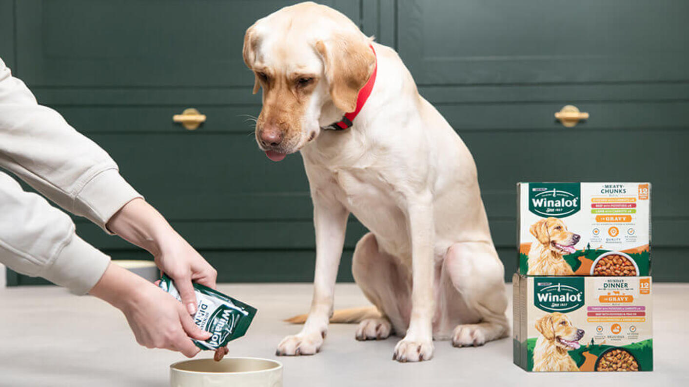 White dog looking at their owner while they are pouring wet food into the bowl.
